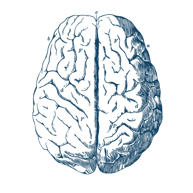 Brain illustration
